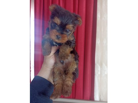 2 Aylık Erkek Yorkshire Bebeğimiz Yeni Sahibini Arıyor