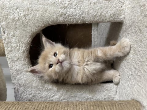 Türkiye'nin Rakipsiz Babasından Maine Coon Yavrular