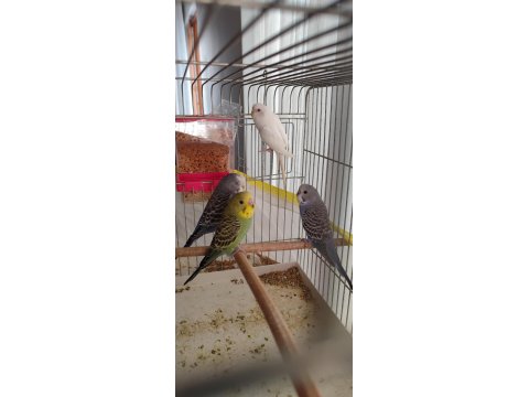 Muhabbet Kuşu Alıştırmalık