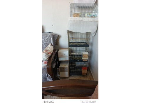 3 Takım Muhabbet Kuşu Çiftler 3 Yavru Komple