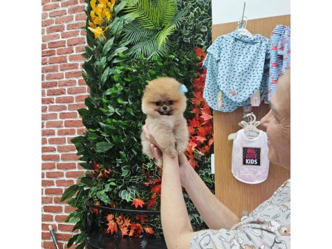 Pomeranian Boo Yavru Köpekler