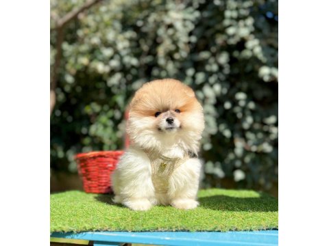 Safkan Pomeranian Boo Köpeği