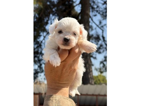 Sağlıklı Maltese Köpeği Yavrular