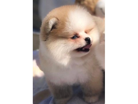 Safkan Irk Ve Sağlık Garantili Pomeranian Boo