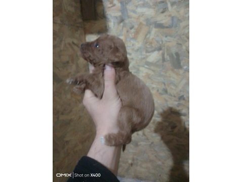 Her İle Sorunsuz Poodle Gönderim Vardır