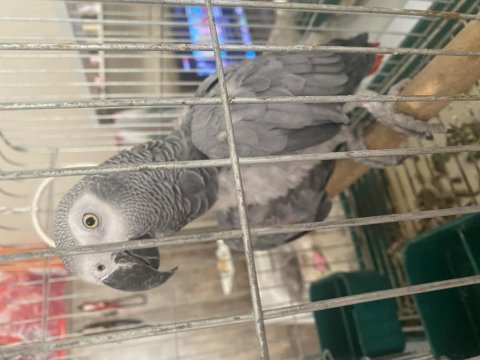 1.5 Yaşında Evcil Isırmaz Jako Papağanı