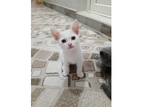 Sevimli Ve Oyuncu Kediler