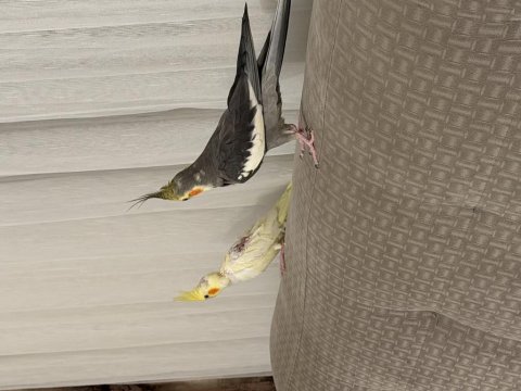 Yavru Ev Beslemesi Sultan Papağanları