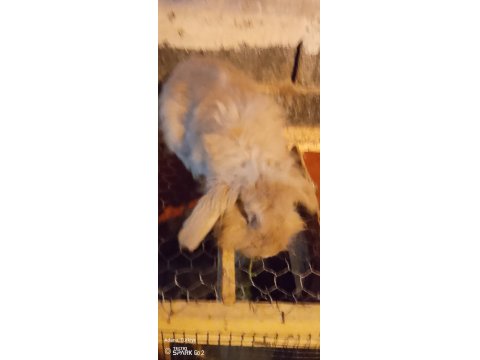 Hollanda Lop Dişi Anaç 14 Aylık Tavşan