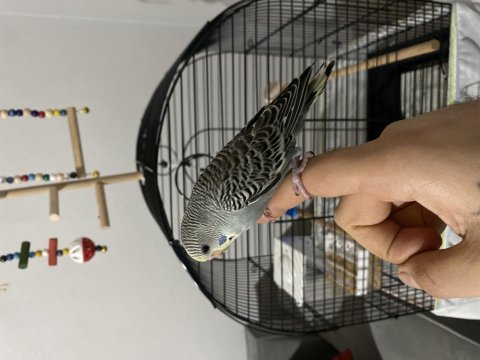 Yeni Yeme Düşmüş Erkek Muhabbet Kuşu