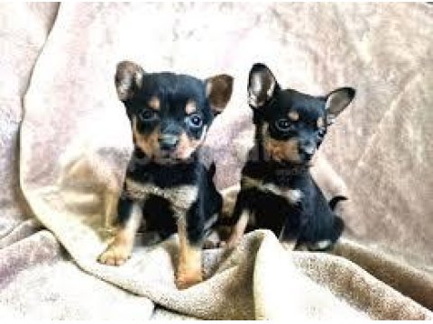 Pinscher Yavrularım Sağlık Ve Irk Garantilidir