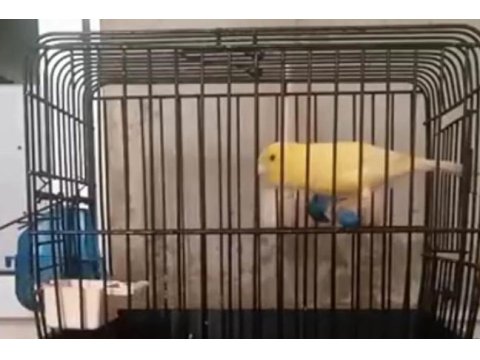 İstanbul'da Üreticiden Sağlıklı Kanaryalar