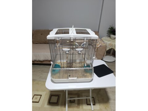 Rainbow Muhabbet Kuşu