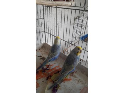 Rainbow Yavru Ve Anaç Muhabbet Kuşu