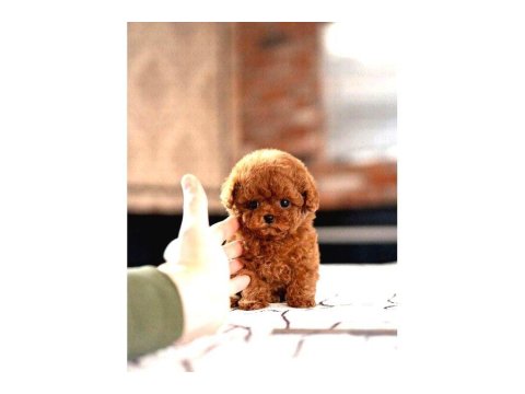 Sağlık Ve Irk Garantili Toy Poodle Yavrularım