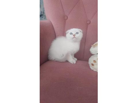 Mükemmel Erkek Scottish Fold Bebeğim