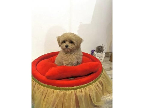 Sevgililer Gününe Özel Harika Maltipoo Bebeklerimiz