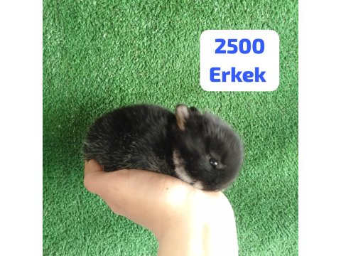 Orjinal Cüce Tavşan Yavruları
