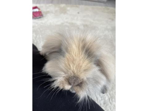 Hollanda Lop Tavşanı
