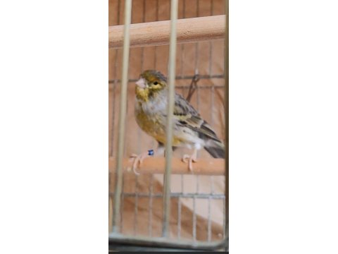 Şakır Şakır Öten Erkek Agat Kanarya