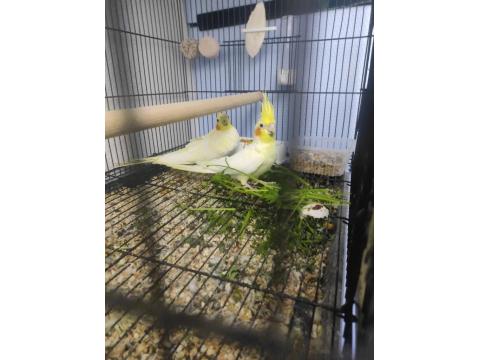 Uyguna Kaliteli Takım Sultan Papağanı