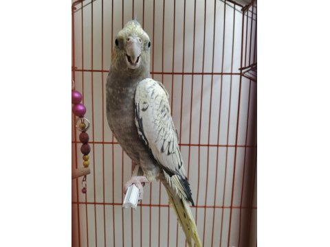 4 Aylık Sultan Papağanı