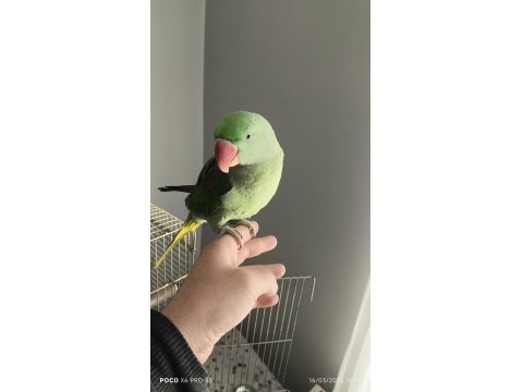 Alexander Papağanımız Coco