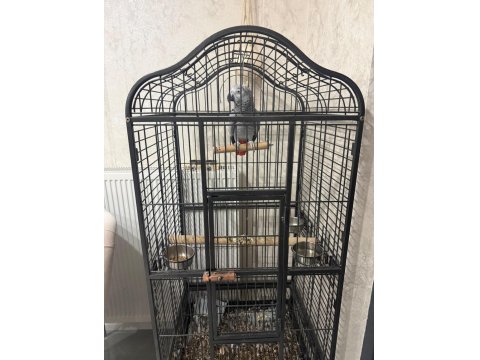 1 Yaşında Erkek Jako Papağanı