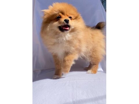 Türkiye'nin En Seçkin Pomeranian Spitz Boy Kilo Garantili Yavruları