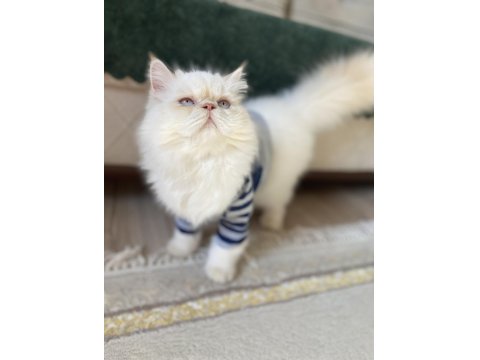 İran Persian Kedimiz