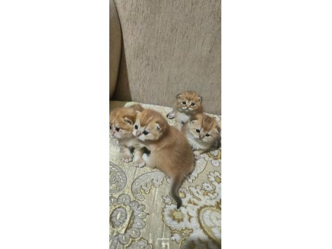 Şampiyon Kan Hattın Ny11 Ve Ny12 Golden British Çocukları