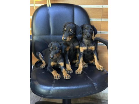 Irk Ve Sağlık Garantili Doberman Yavrular