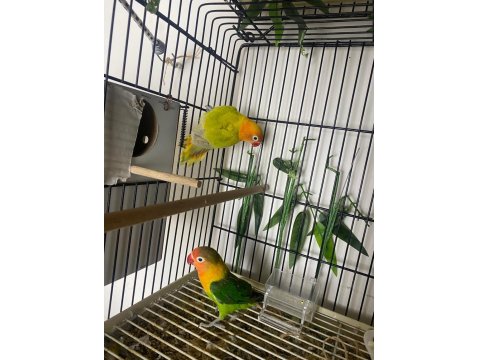 Sevda Papağanları (Uyguna)