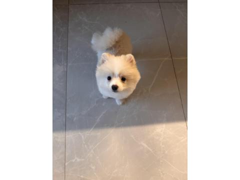 3 Aylık Dişi Pomeranian