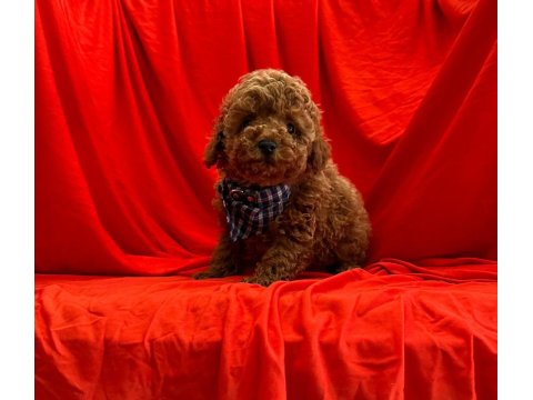 Safkan Toy Poodle Yavrularımız