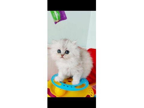 British Longhair Ns11 Silver Kızımız