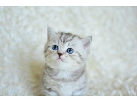 Muhteşem Kalite Silver Tabby Ns24 British Shorthair