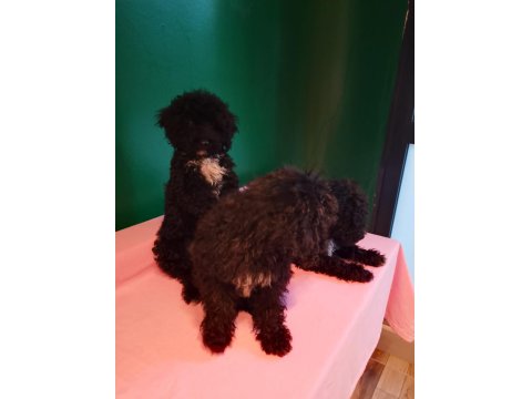 Siyah Toy Poodle Yavrularımız
