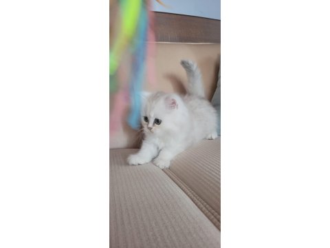 Güzel Chinchilla Yavruları