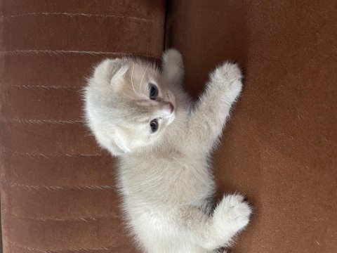 Güzel Kediler Yeni Yuvalarını Bekliyor