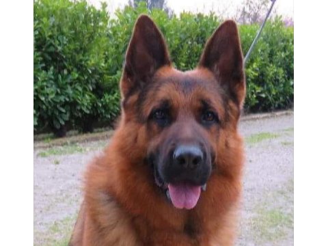 Alman Çoban Köpeği Yavruları