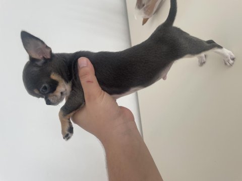 Elma Kafa Küt Burun Mükemmel Anatomi Chihuahua Yavrularımız