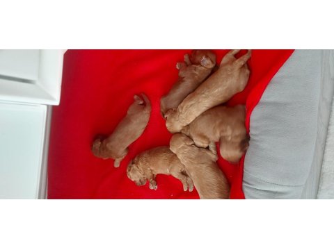 Poodle Yavrular Rezerveye Açık - Her Şey Ortada