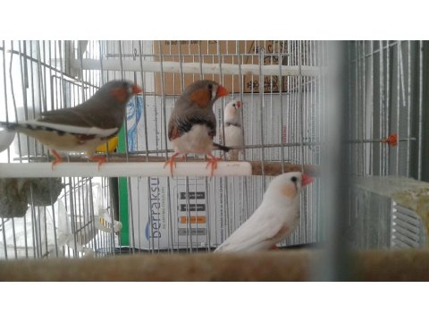 Beş Adet Zebra İspinozu (Hint Bülbülü)