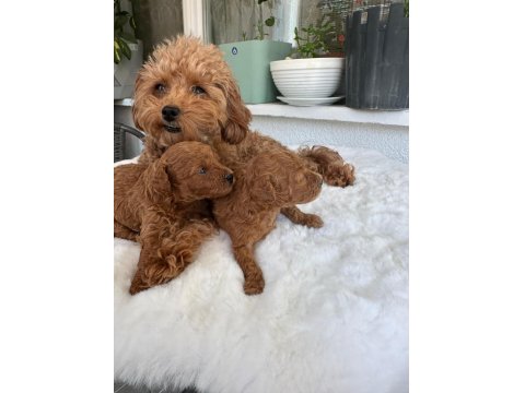 Orijinal Tea Cup Poodle