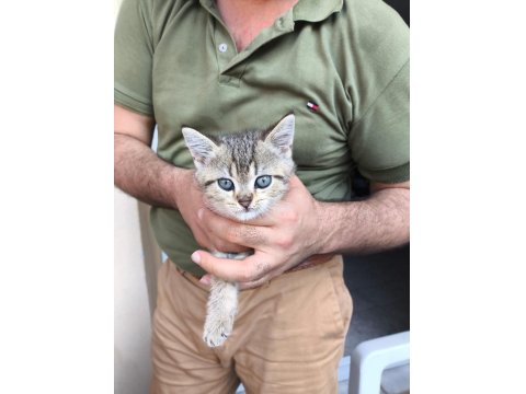 Masum Yüzlü Huzur Kaynakları Kediler 3 Üzler