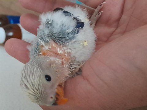 El Besleme Sevda Papağanı Açıklama Okuyun