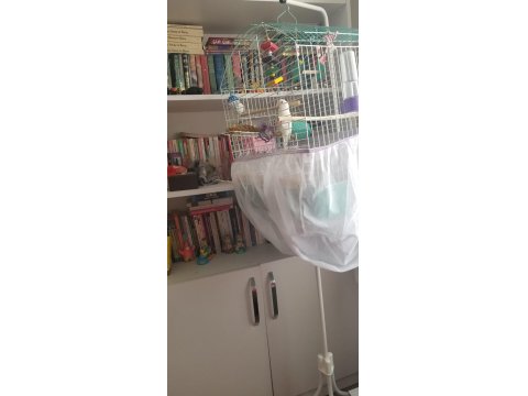 Dişi Albino Forpus Papağanı