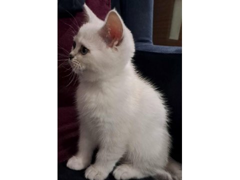 Dişi Silverpoint British Shorthair Yavru