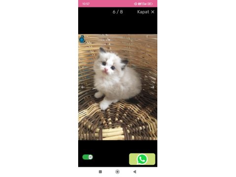 Derin Gözlü Ragdoll Kedimiz